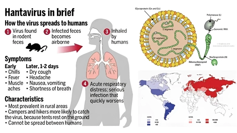 Insights on Korean Hemorrhagic Fever HFRS type