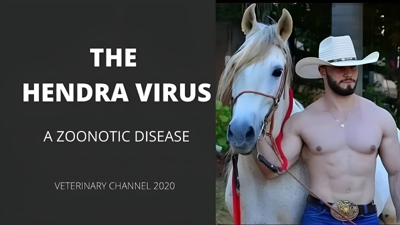 Hendra virus research focuses on vaccine and cure