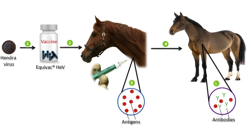 Hendra virus treatment is supportive and careful