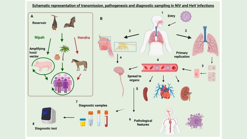 Hendra virus vaccine helps protect horses in Australia