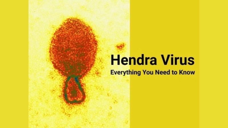 Hendra virus outbreak can spread quickly in farms