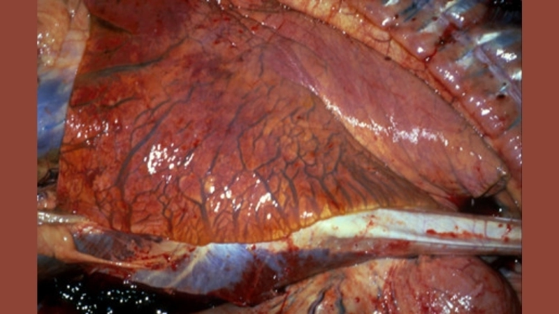 Hendra virus prevention includes avoiding bat contact