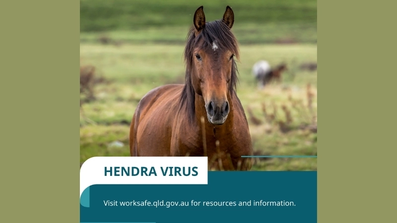 Hendra virus in humans can cause serious illness