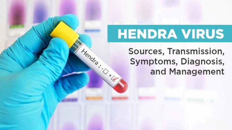 Hendra virus in horses needs urgent veterinary care