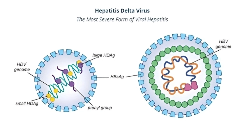 Hepatitis D virus info with Hepatitis D study