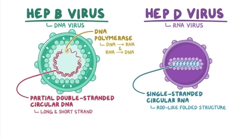 Hepatitis D diagnosis and Hepatitis D research