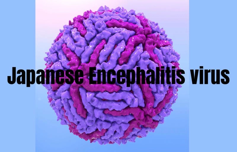 Spot early Japanese Encephalitis symptoms today