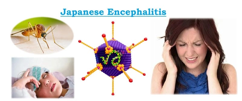 A complete Japanese Encephalitis vaccine schedule