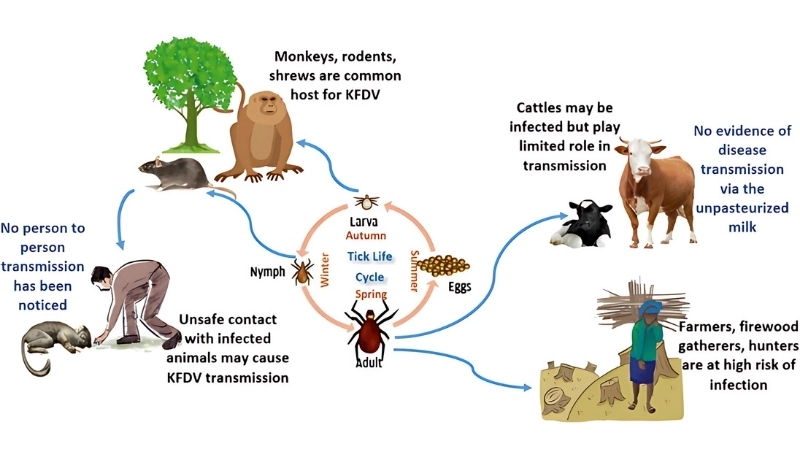 KFDV infection leads to monkey fever symptoms