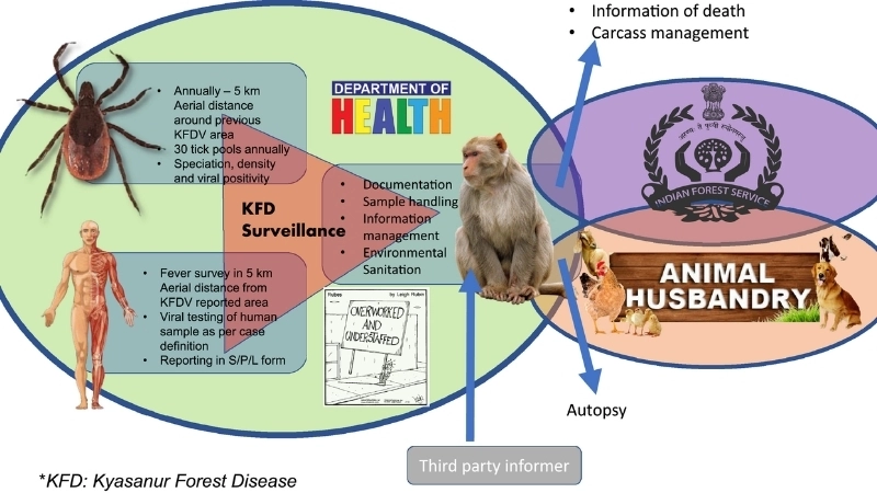 Tick-borne hemorrhagic fever risks KFD outbreaks