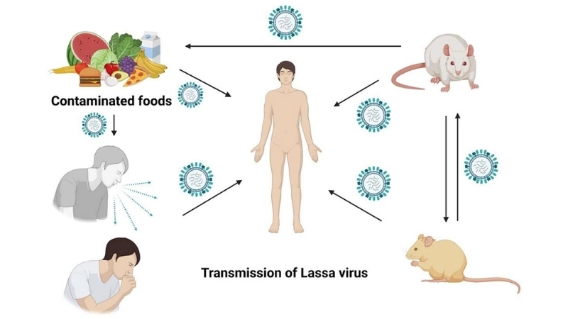 Discover latest Lassa fever vaccine developments