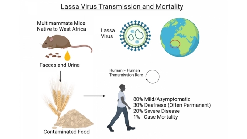 Accurate Lassa fever diagnosis saves lives