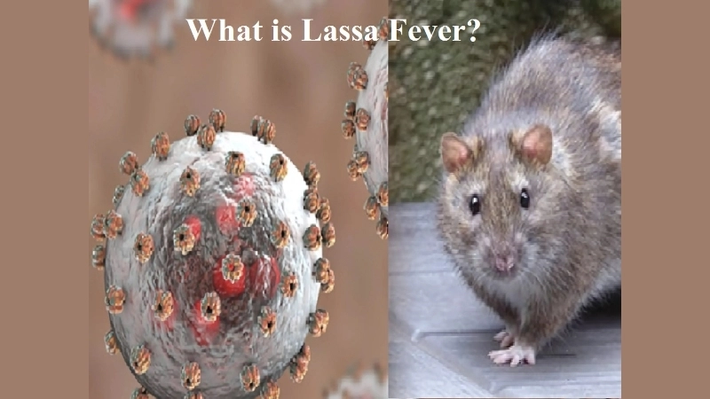Track the Lassa fever death toll updates daily