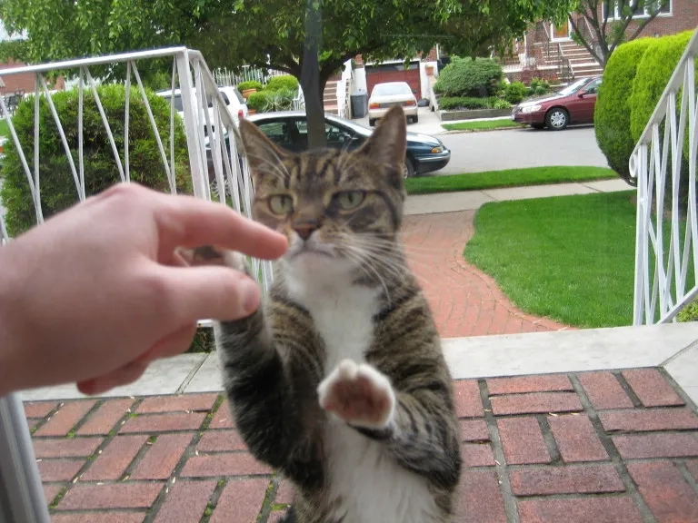 The iconic let me in eric andre meme