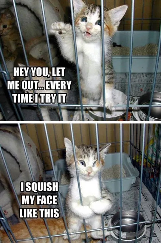 The hilarious let me in let me out meme