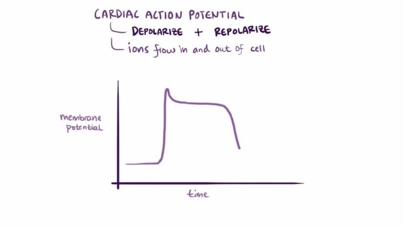 Long QT Syndrome Genetics explain inherited conditions