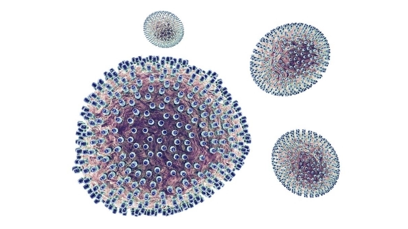 Explore how lymphocytic choriomeningitis virus spreads in rodents