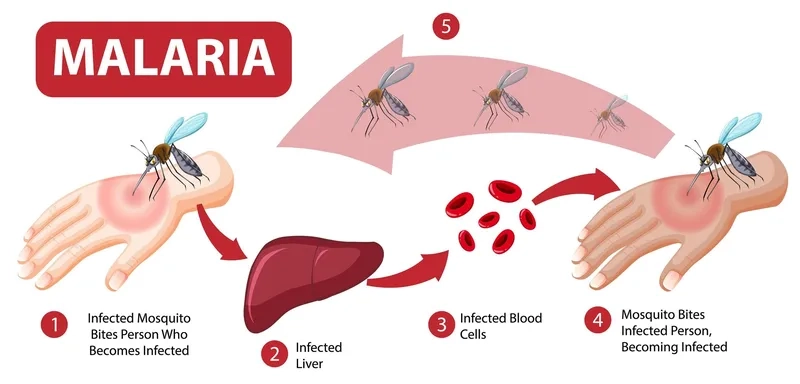 Recognizing the common malaria symptoms