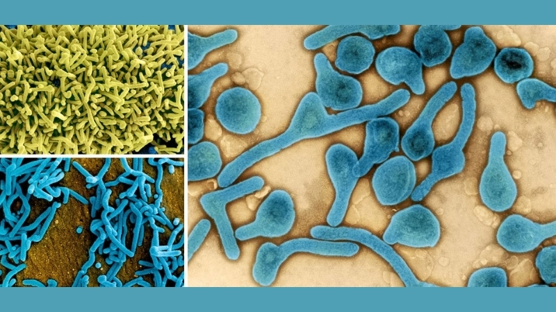 A graph of the Marburg virus survival rate