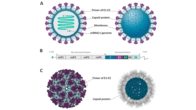 How Mayaro Virus Fever transmission occurs