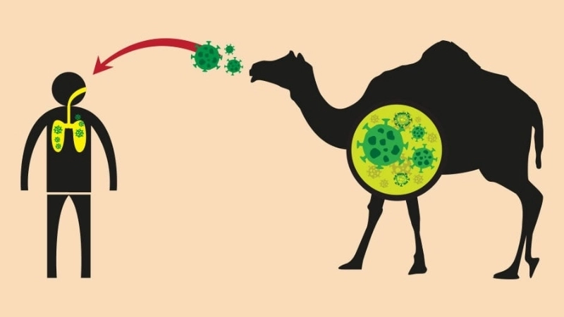 Explore the risks of MERS coronavirus now