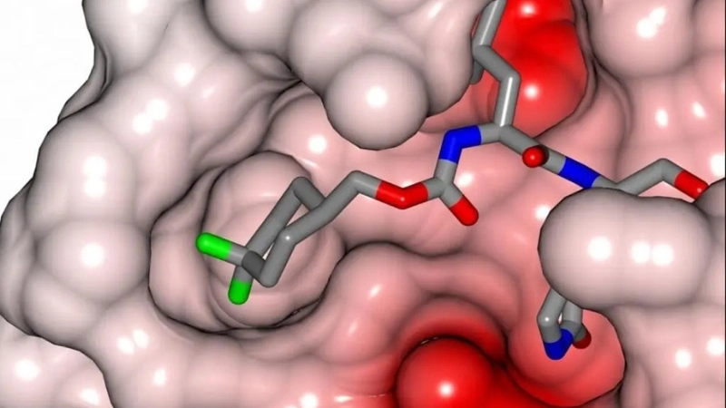 Investigate camel MERS transmission links