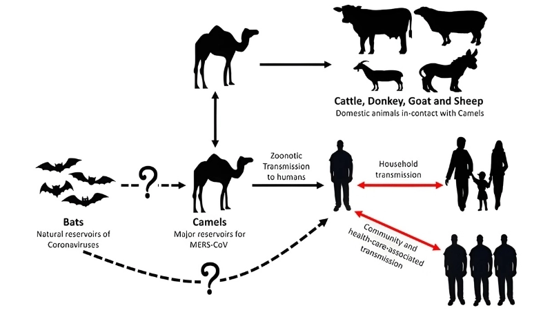 An overview of MERS Middle East respiratory syndrome