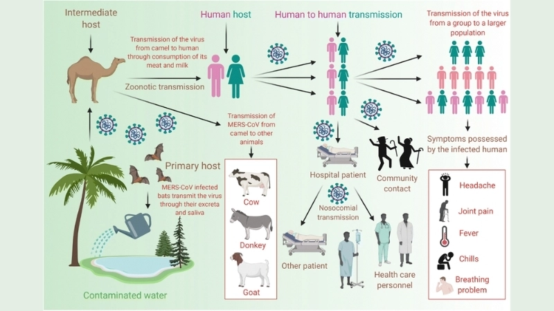 3D model of the Middle East respiratory syndrome MERS virus