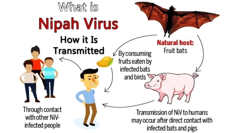 Learn Nipah virus encephalitis prevention methods