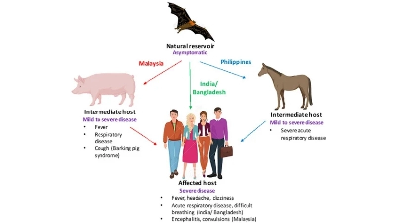 Prevent Nipah virus encephalitis transmission risks