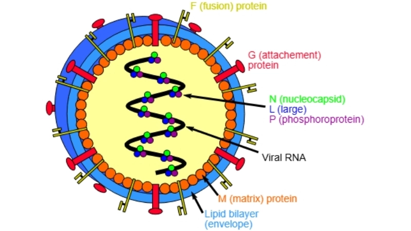 Nipah virus encephalitis prognosis can vary widely