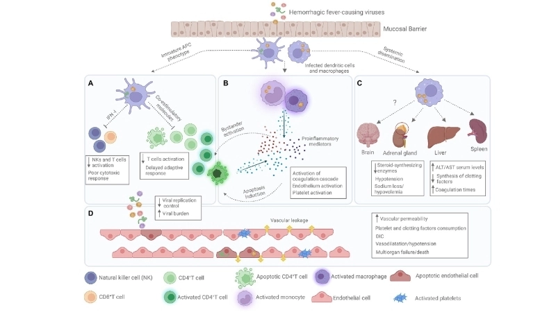 Understand the Omsk Hemorrhagic Fever virus structure clearly