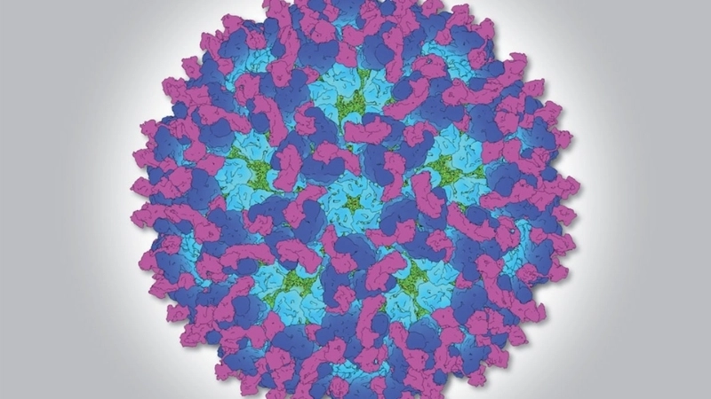 O'nyong'nyong Fever symptoms guide for better health