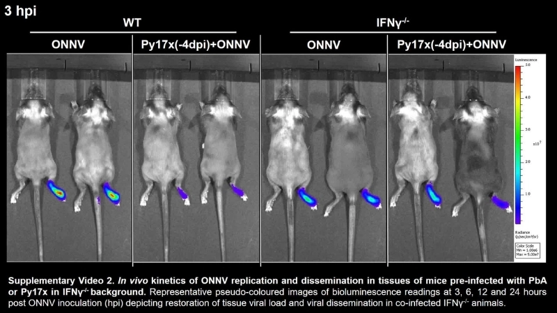 Learn O'nyong'nyong Fever treatment and care options