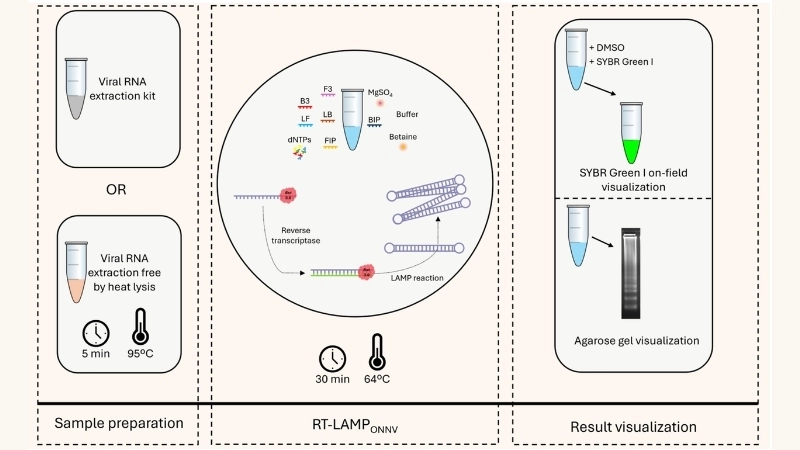 Compare O'nyong'nyong Fever vs Chikungunya effects
