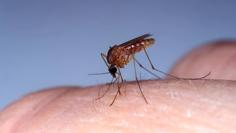 Oropouche Fever early Oropouche fever symptoms