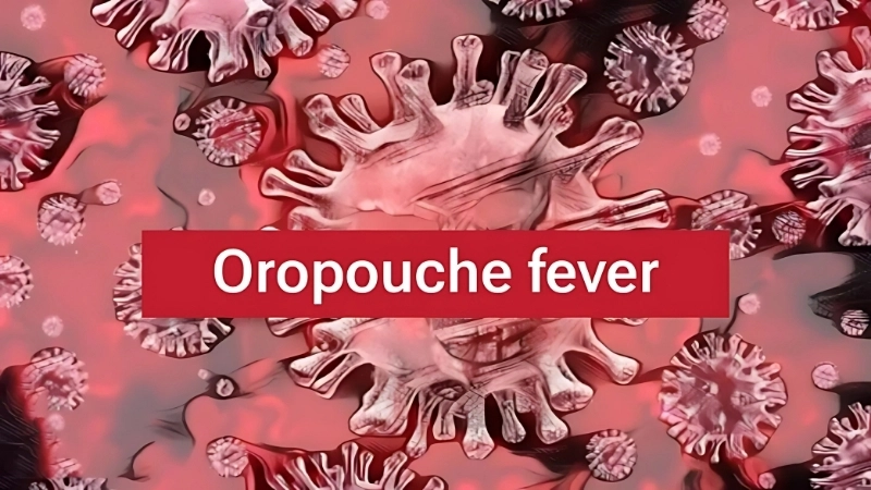 Oropouche Fever cases rise Oropouche fever Brazil