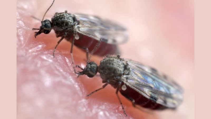 Oropouche Fever spread via Oropouche virus transmission