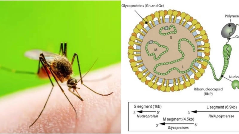 Oropouche Fever risks during Oropouche fever outbreaks