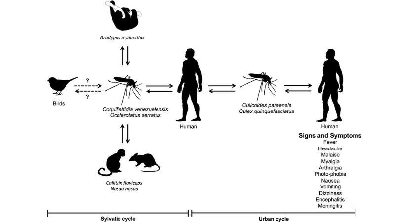 Oropouche Fever research on Oropouche fever vaccine
