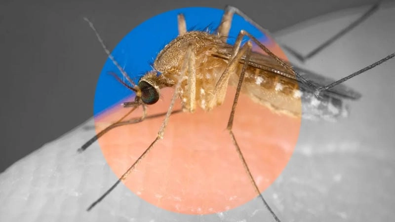 A chart showing Oropouche vs dengue symptom comparison