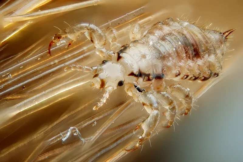 Clear, magnified pictures of head lice on a hair strand