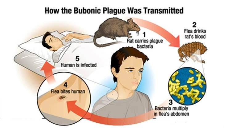 Diagram showing how the bubonic plague is transmitted