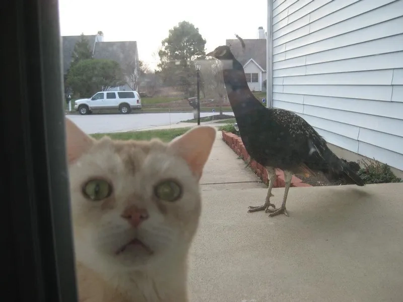 The oh please meme for sarcastic moments