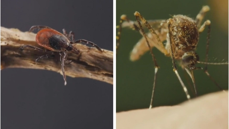 Know risks of tick-borne encephalitis stay safe outdoors