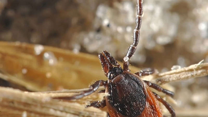 Understand methods for Powassan virus diagnosis quickly