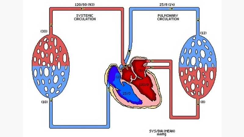 Pulmonary embolism diagnosis with medical imaging