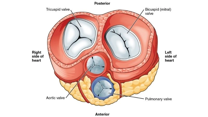 Mild pulmonary regurgitation is usually harmless
