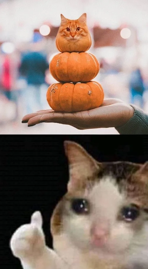 The official meme of fall: the pumpkin spice meme