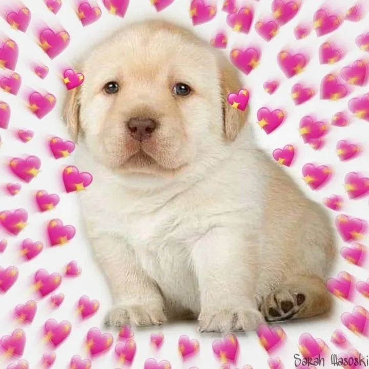 Funny quieres monkey meme example